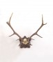 lg deer antlers2_lg